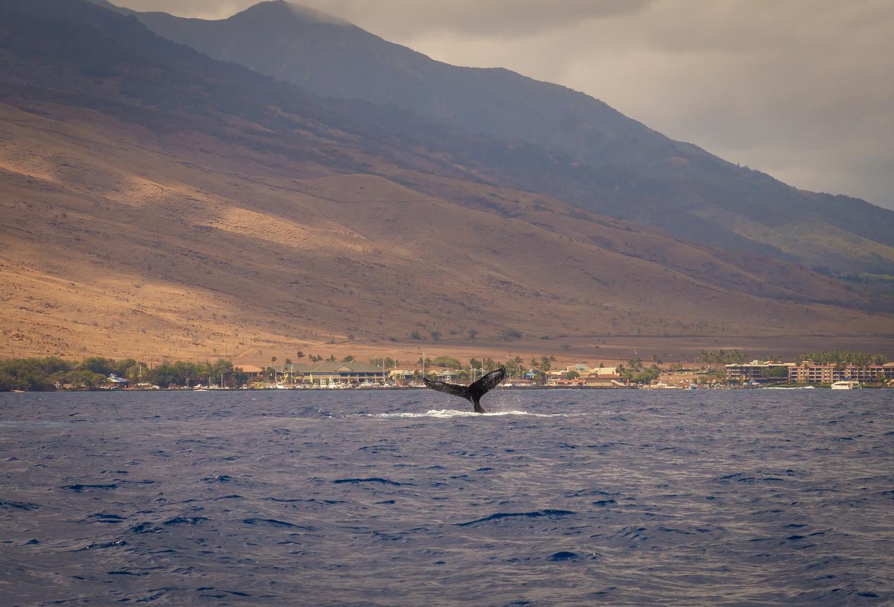 Central Maui Hostel Wailuku Zewnętrze zdjęcie