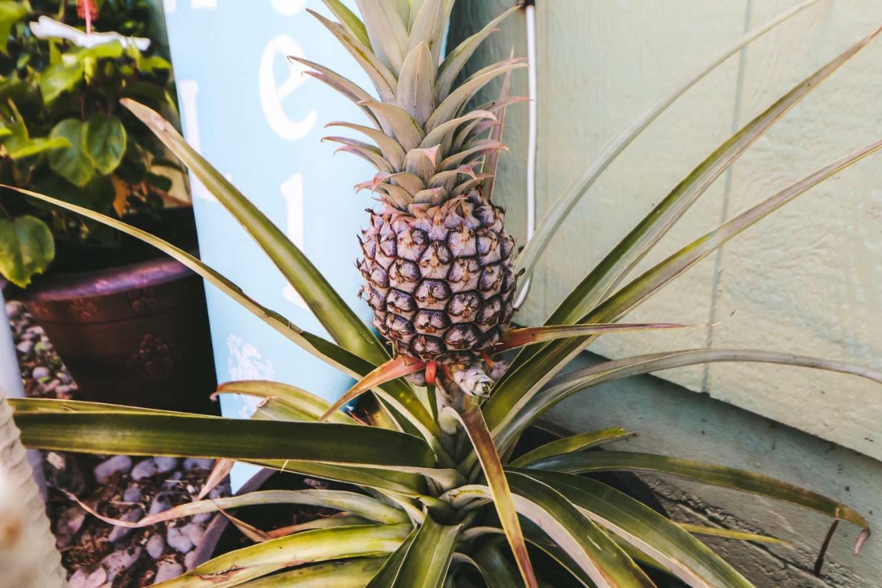 Central Maui Hostel Wailuku Zewnętrze zdjęcie